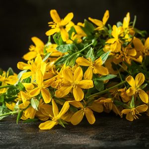 orbáncfű (Hypericum perforatum)