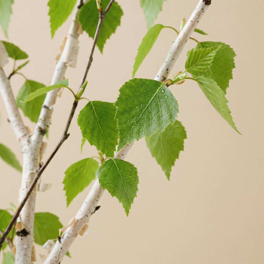 Fehér nyírfalevél kivonat - 200 mg